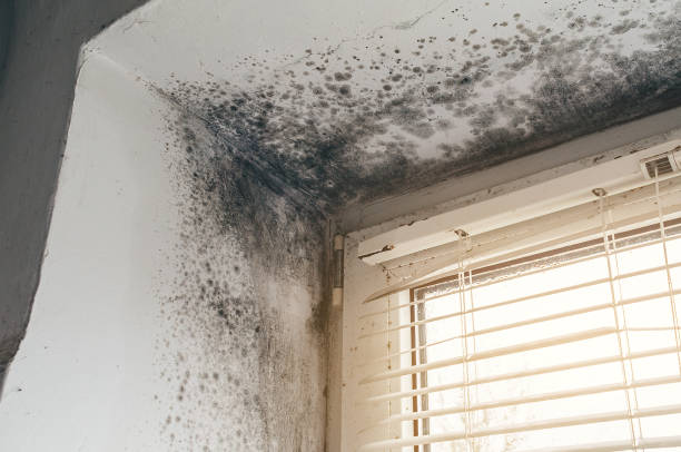 Trusted Crawl Space Mold Removal service in Calvin, PA - Cheap Mold Removal